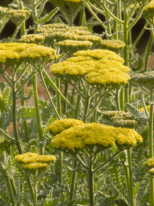 Achillea Moonshine